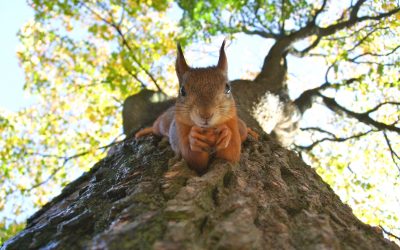 Squirrels in Your Chimney – What to Do